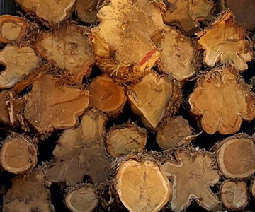 Softwood Logs